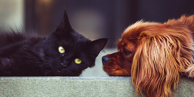 Assurer un chat ou chien déjà malade : le courtier saura-t-il trouver un assureur ?