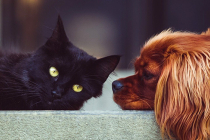 Assurer un chat ou chien déjà malade : le courtier saura-t-il trouver un assureur ?