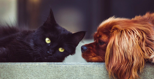 Assurer un chat ou chien déjà malade : le courtier saura-t-il trouver un assureur ?