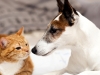 Courtier Assurance Chien Chat : comparatif tarifs 2025 !